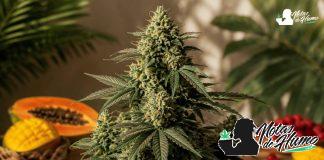 Tropical Sherbberry Triploid: Opiniones y Efectos