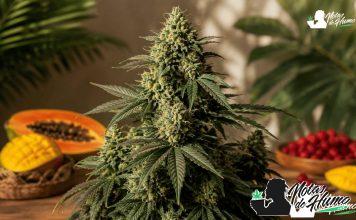 Tropical Sherbberry Triploid: Opiniones y Efectos