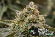 Green Gelato: Opiniones y Efectos