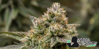 Green Gelato: Opiniones y Efectos