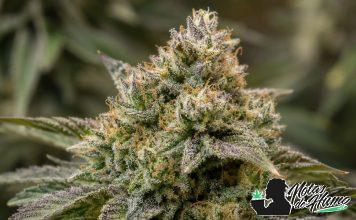 Green Gelato: Opiniones y Efectos