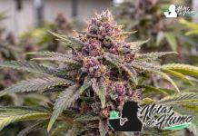 cogollo en flor de Grape Juice
