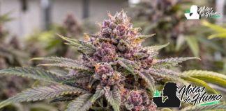 cogollo en flor de Grape Juice