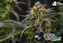 Maple Nectar: opiniones y efectos