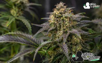 Maple Nectar: opiniones y efectos