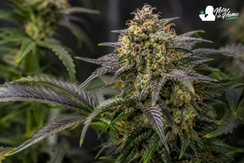 cogollo en flor de maple nectar