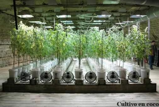 cultivo de marihuana en coco