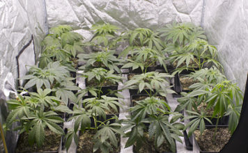 Cultivar a 12/12 desde semilla marihuana organica en doce litros
