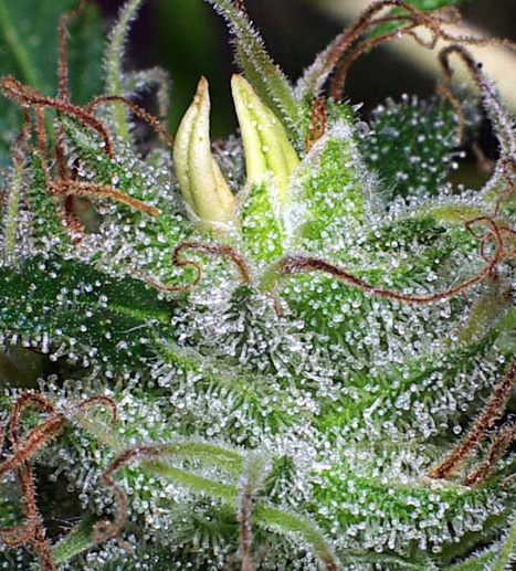 planatinos planta marihuana