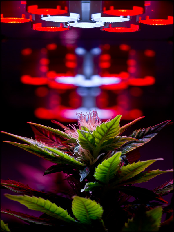 marihuana led cultivo
