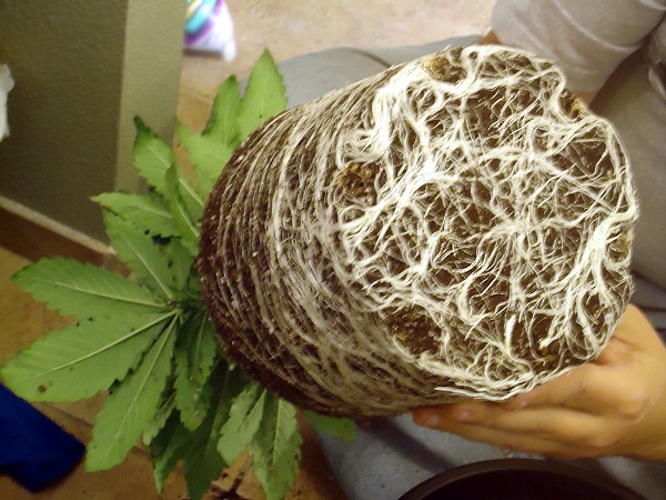 hongos micorrizas raices marihuana