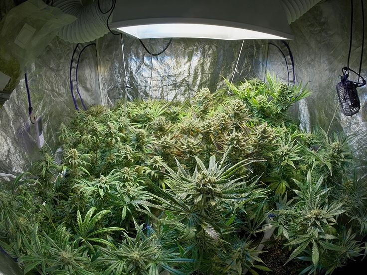 cultivo marihuana optimizado